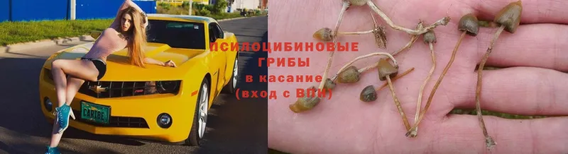 Псилоцибиновые грибы GOLDEN TEACHER Приволжск